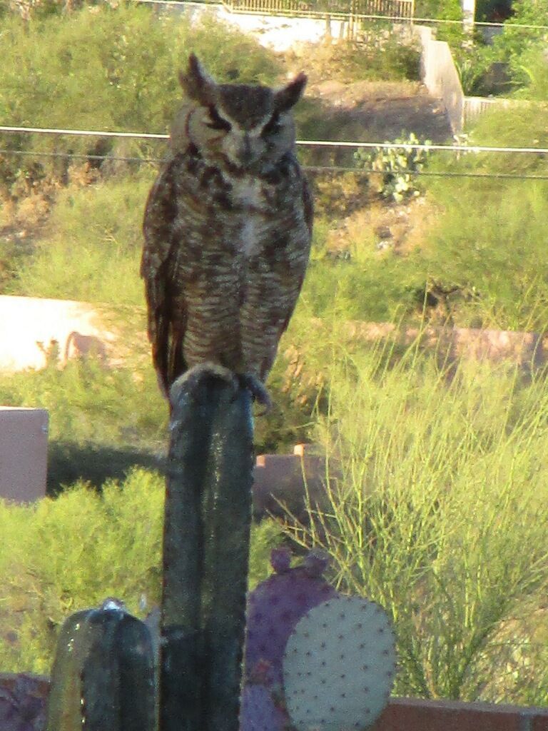 Owl perched on a cactus, looking down. Desert setting with green and brown foliage.