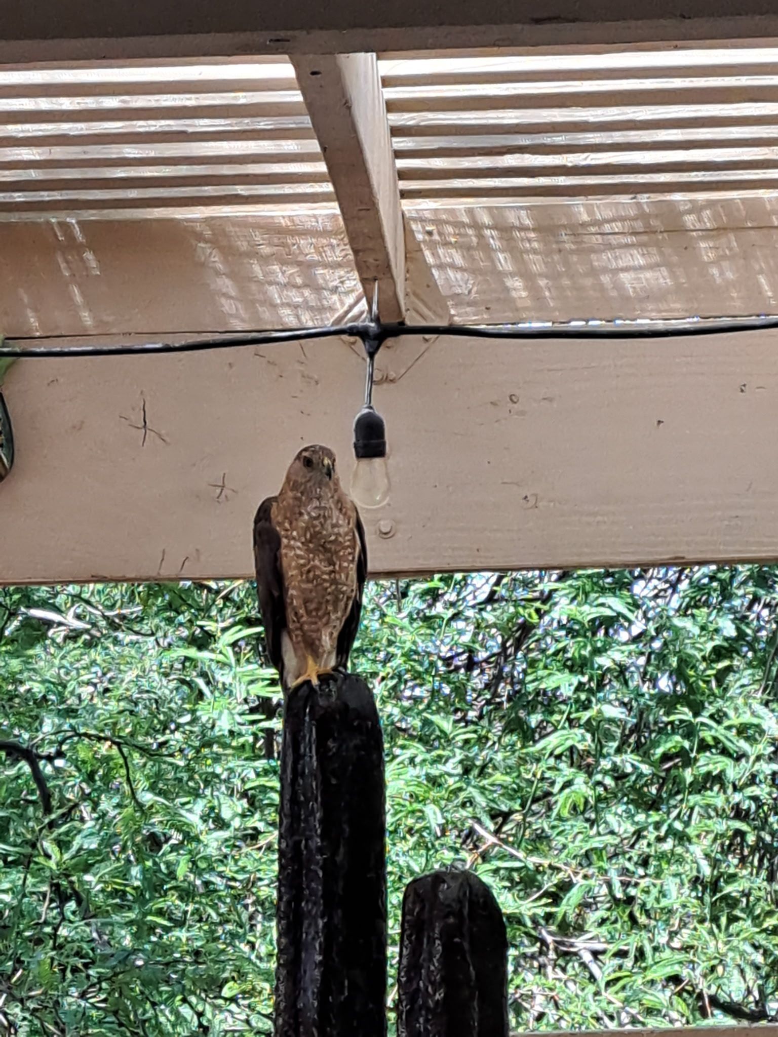 Hawk perched on a post under a porch, looking toward the camera. Green foliage in the background.