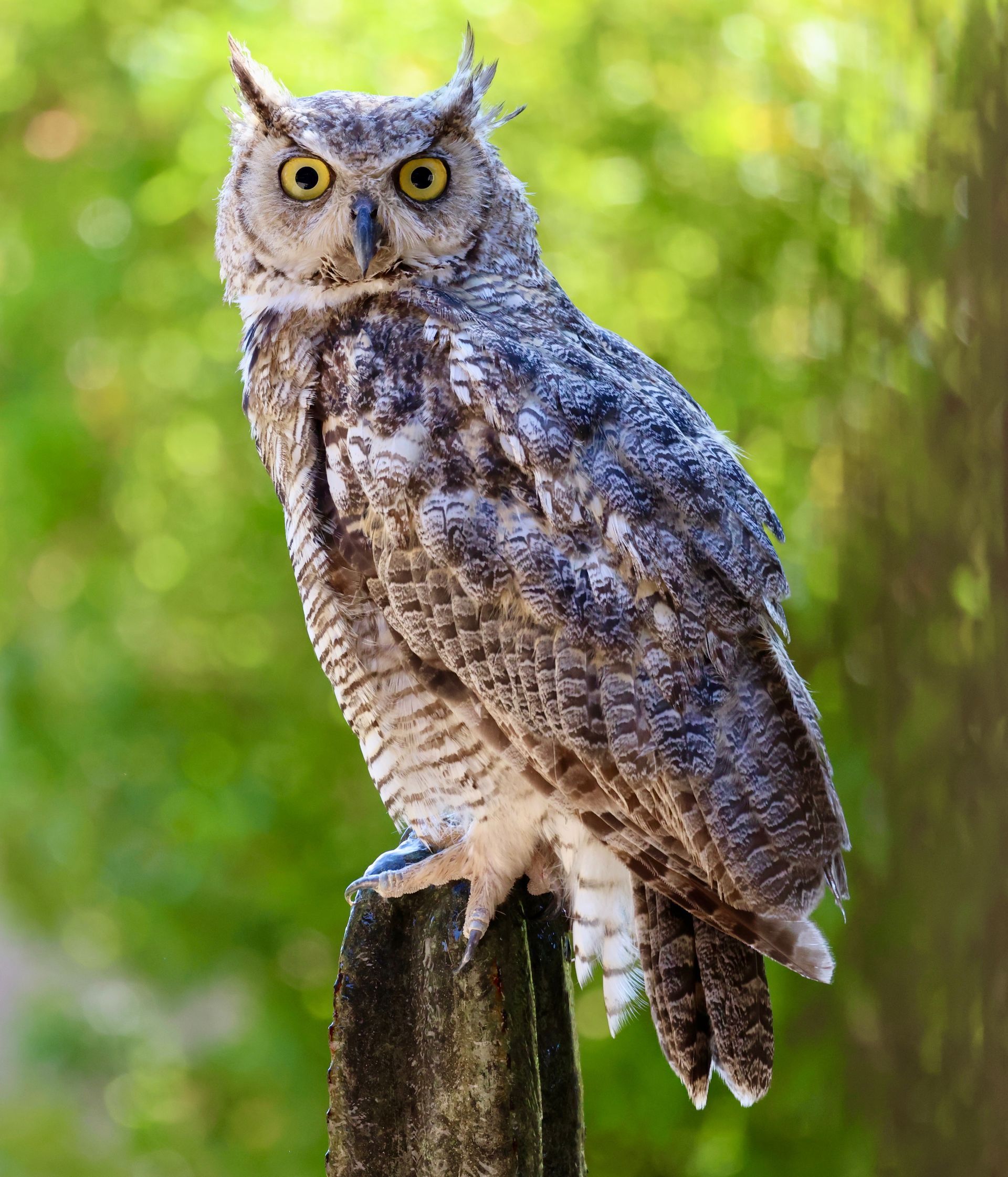 Great horned owl perches on a weathered wooden post, yellow eyes alert against green foliage.