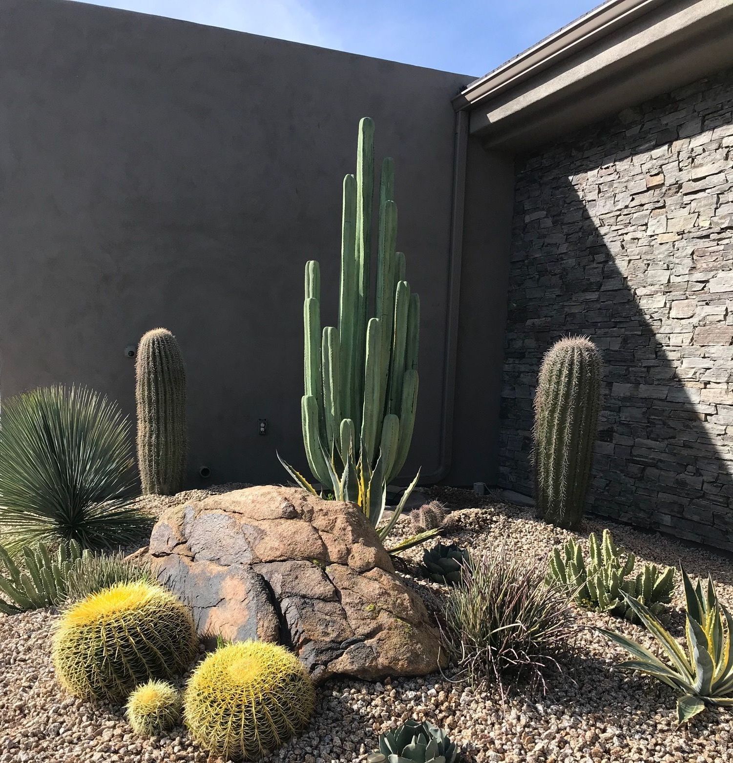 A garden with cactus and rocks in front of a stone wall