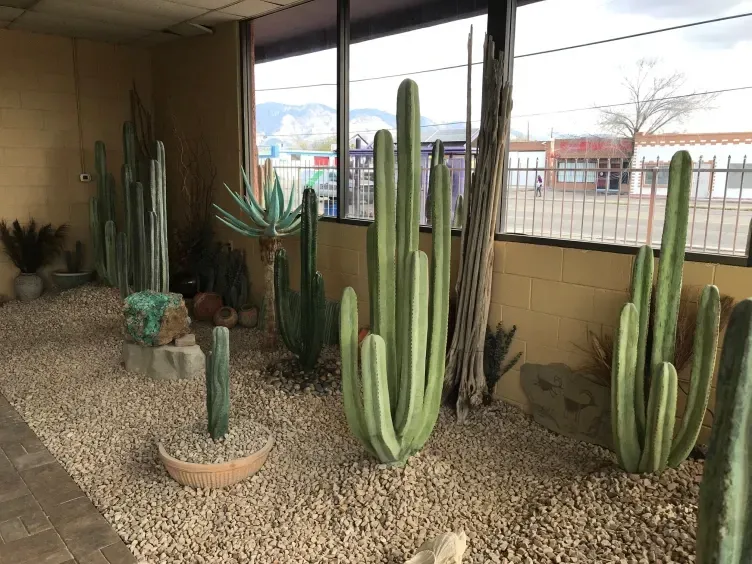 A room filled with lots of cactus plants and rocks.