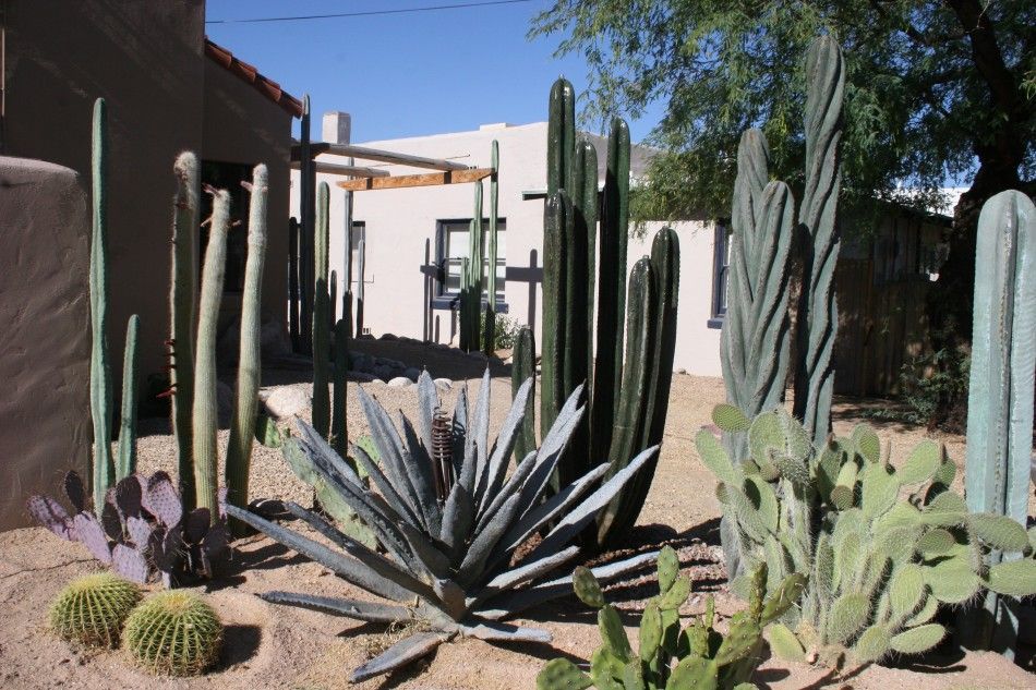 A bunch of cactus plants are growing in the desert