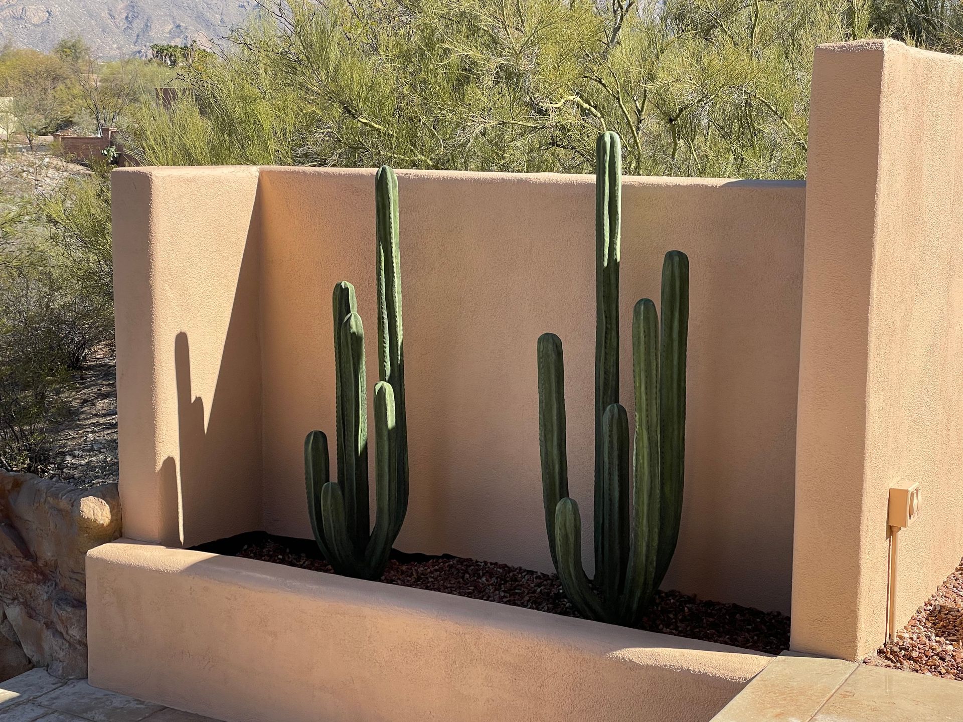 A wall with a few cactus growing on it