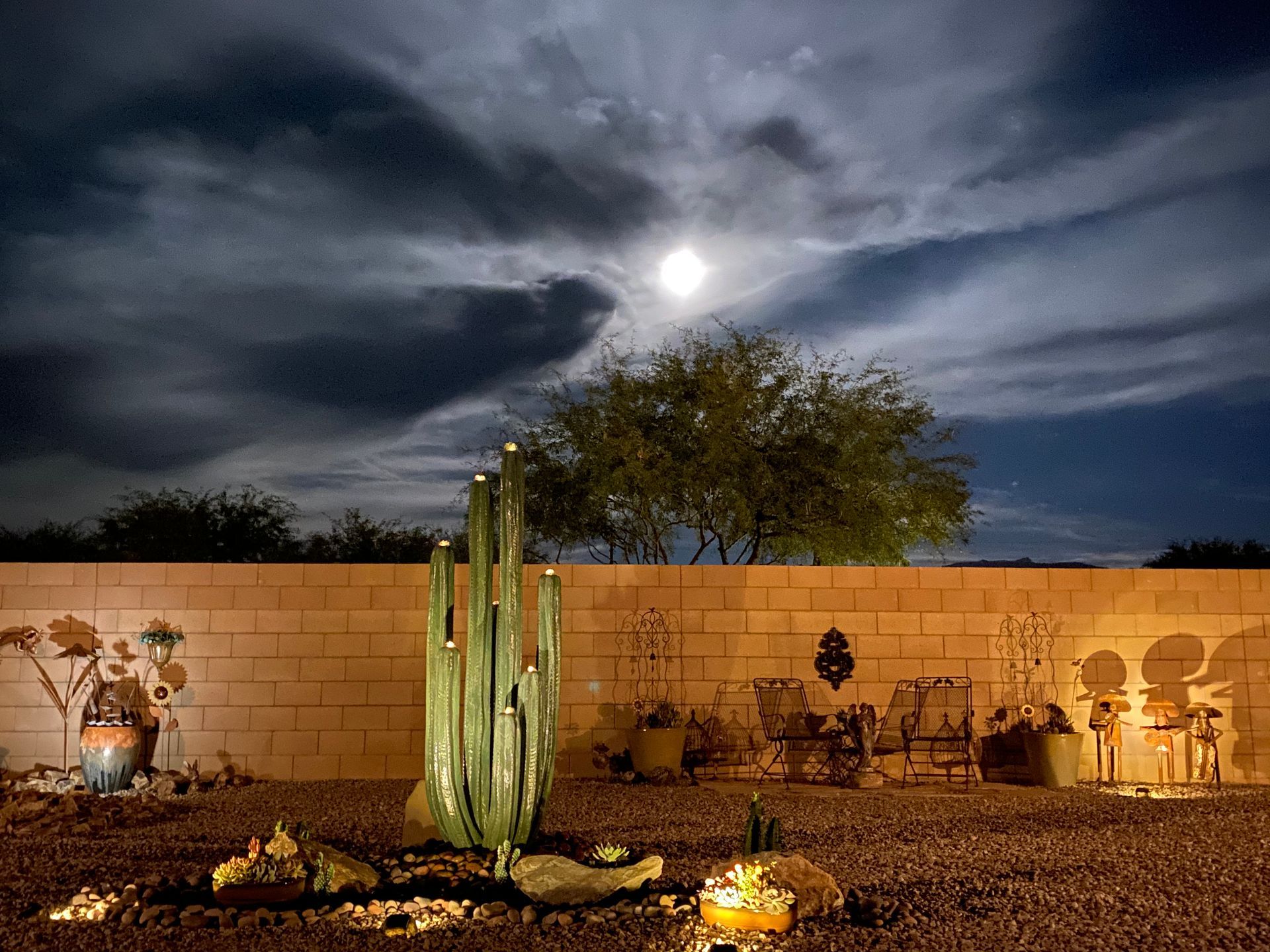 A cactus in a garden with a full moon in the background