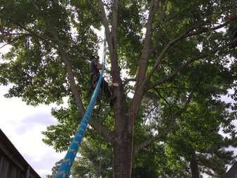 Tree worker in lift trimming a large tree; outdoors, daylight.