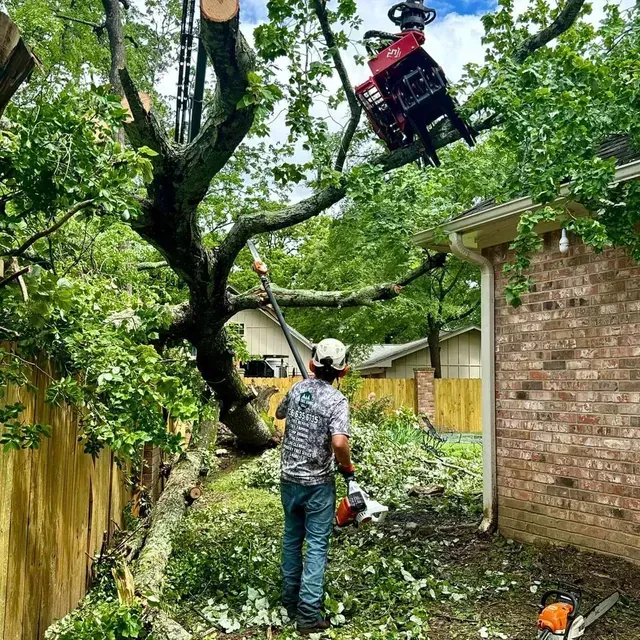Man cutting tree branches with a chainsaw, red tree cutter machine suspended above. Beside a house with yellow fence.