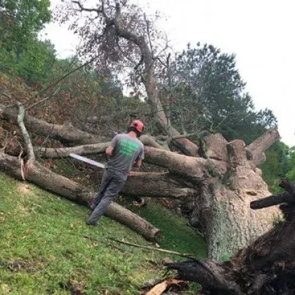 Man with chainsaw cutting a fallen tree on a grassy hillside; person wears safety gear.