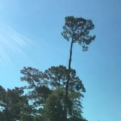 Tall tree against a bright blue sky. Sunlight streams from the upper left.