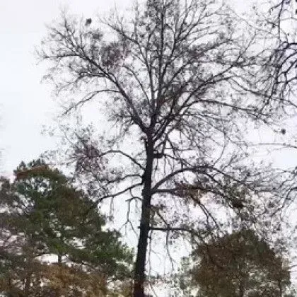 Bare tree with dark trunk and branches, set against a cloudy sky. Green trees on either side.