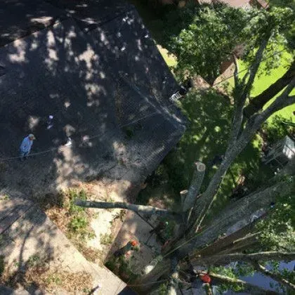 Tree trimming: Arborist high up in tree, cutting branches. Ground crew, building, sunny day.
