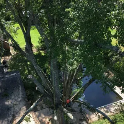 Tree being trimmed by an arborist, perched on a large branch. Green foliage and blue pool in background.