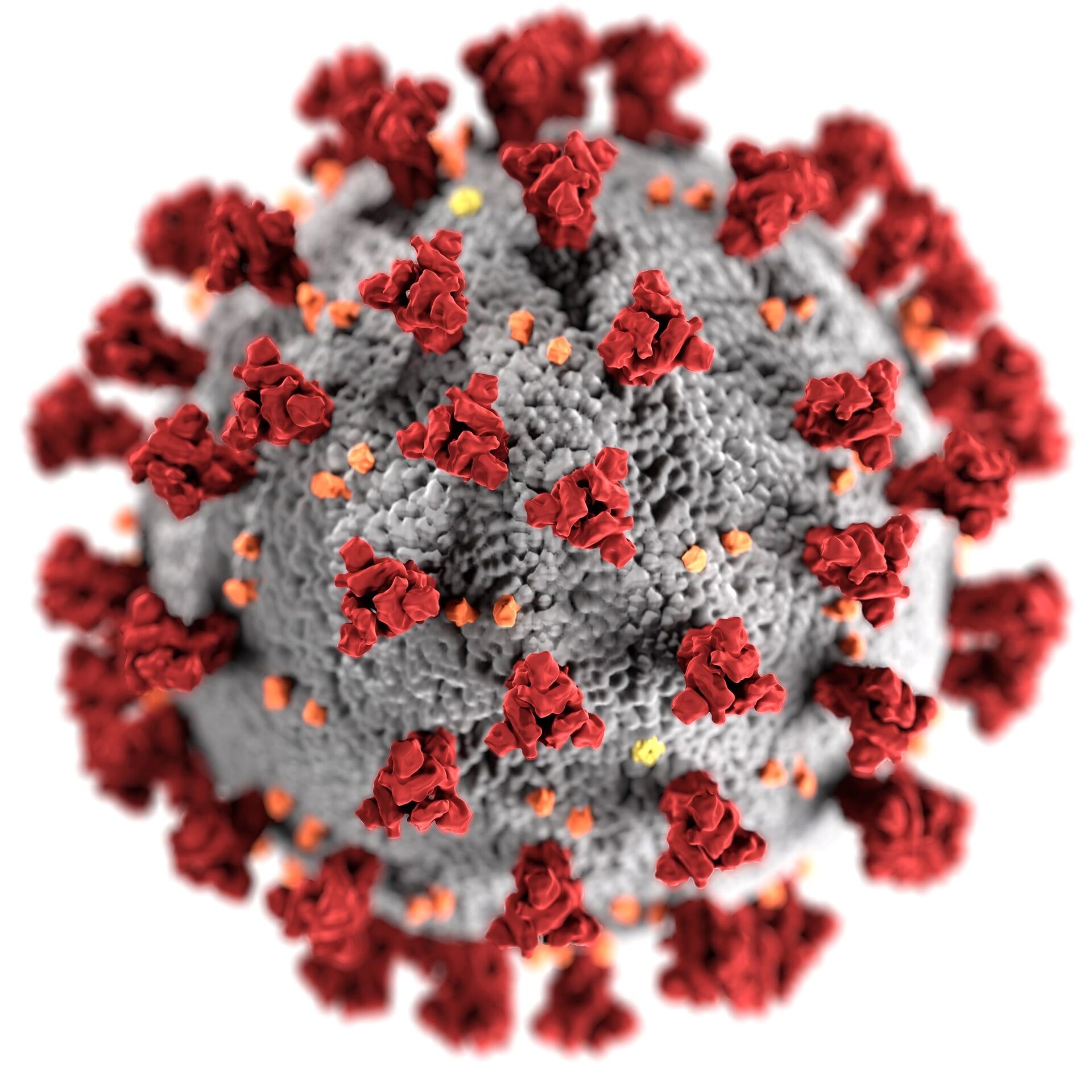 Ilustração do Coronavírus, criada pelos Centros de Controle e Prevenção de Doenças dos Estados Unidos (Centers for Disease Control and Prevention, CDC)