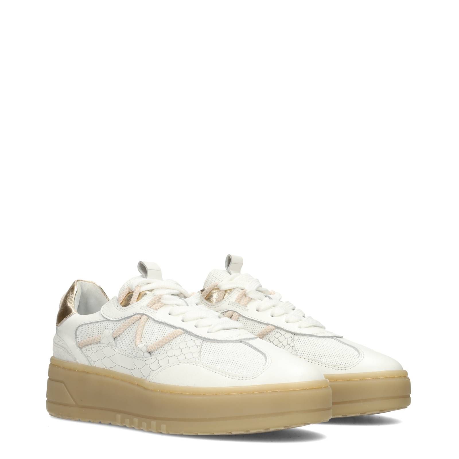 POELMAN ANEMONE ANACONDA