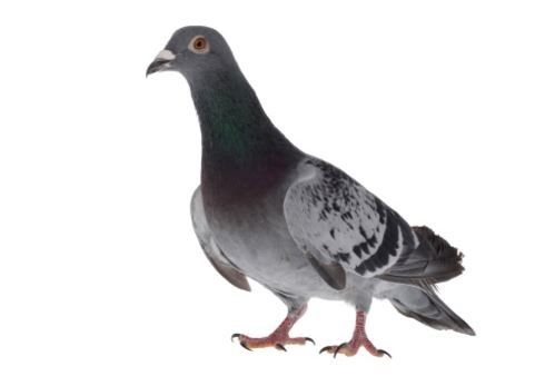 DISINFESTAZIONE DA VOLATILI