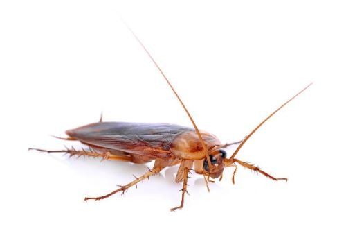 DISINFESTAZIONE DA SCARAFAGGI