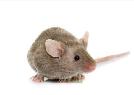 DISINFESTAZIONE da TOPI E RATTI