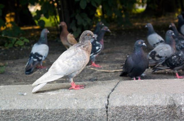 DISINFESTAZIONE DA PICCIONI