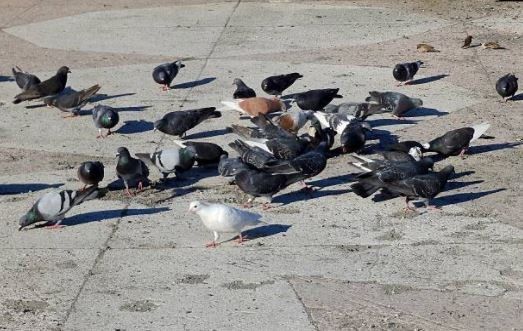 Allontanamento volatili