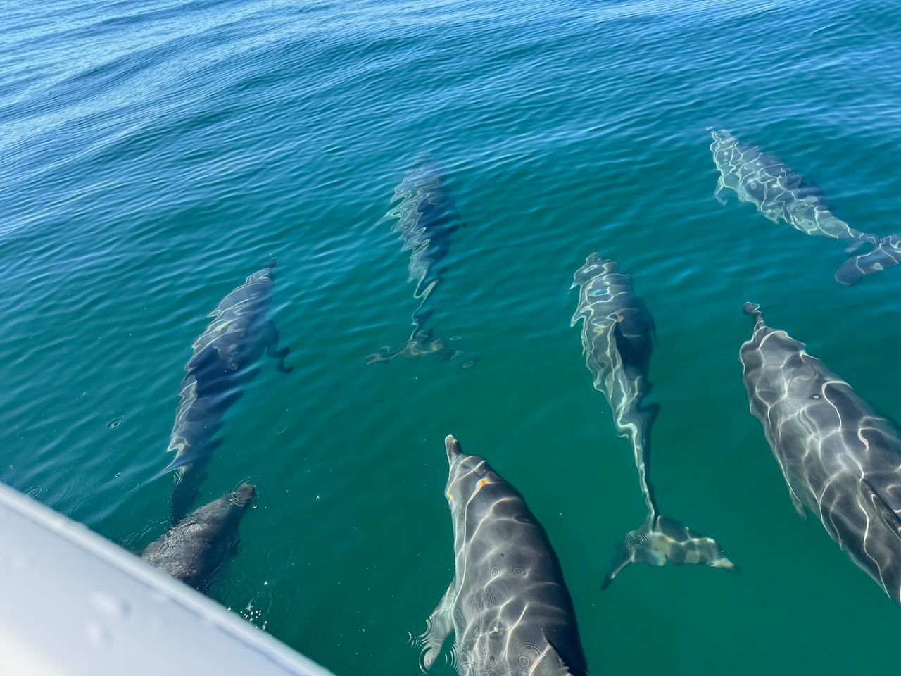 Little Philly making friends and new family everywhere he goes.