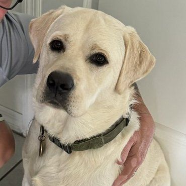 Yellow Labrador Retriever dog wearing a green collar, looking at the camera.