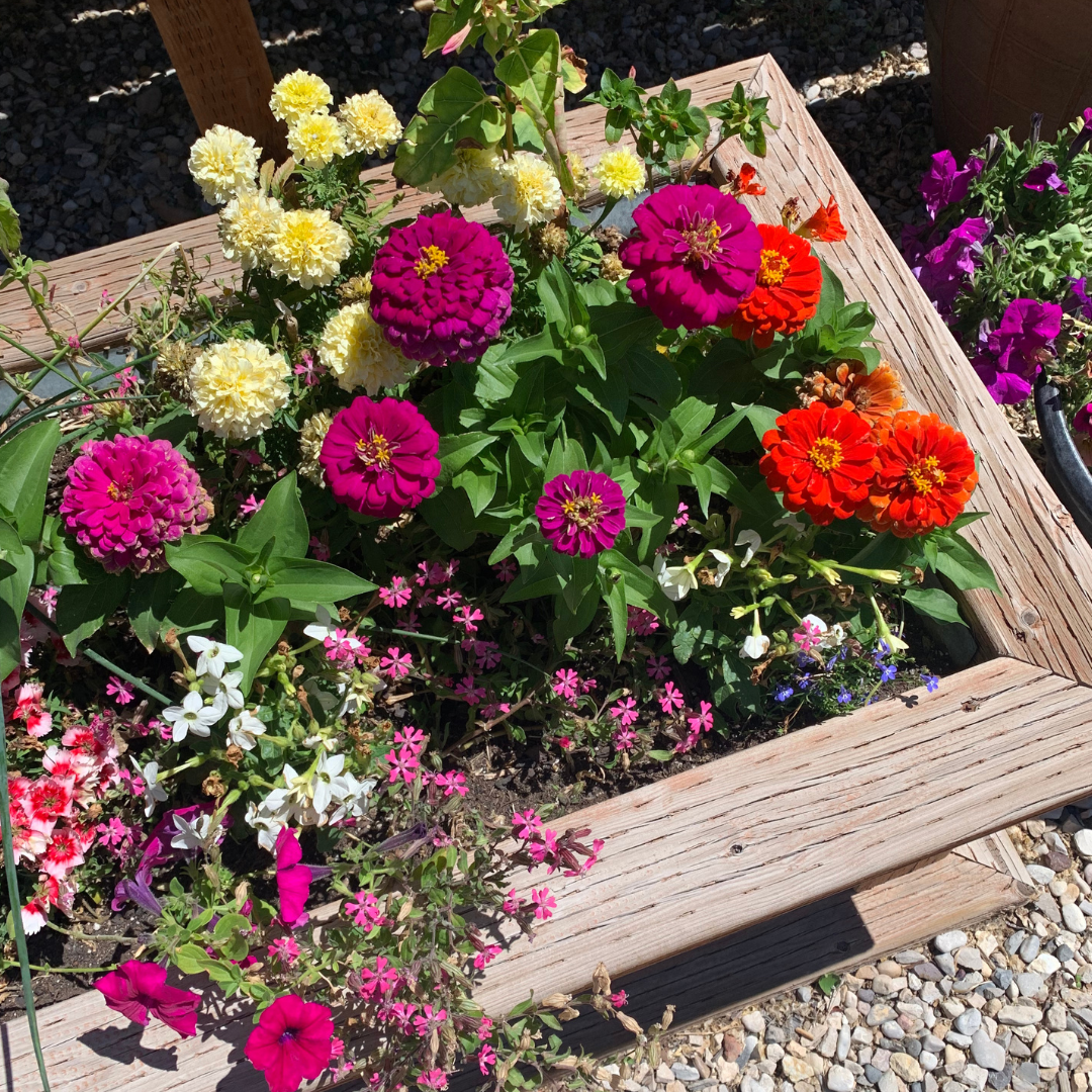 A wooden planter filled with purple and orange flowers