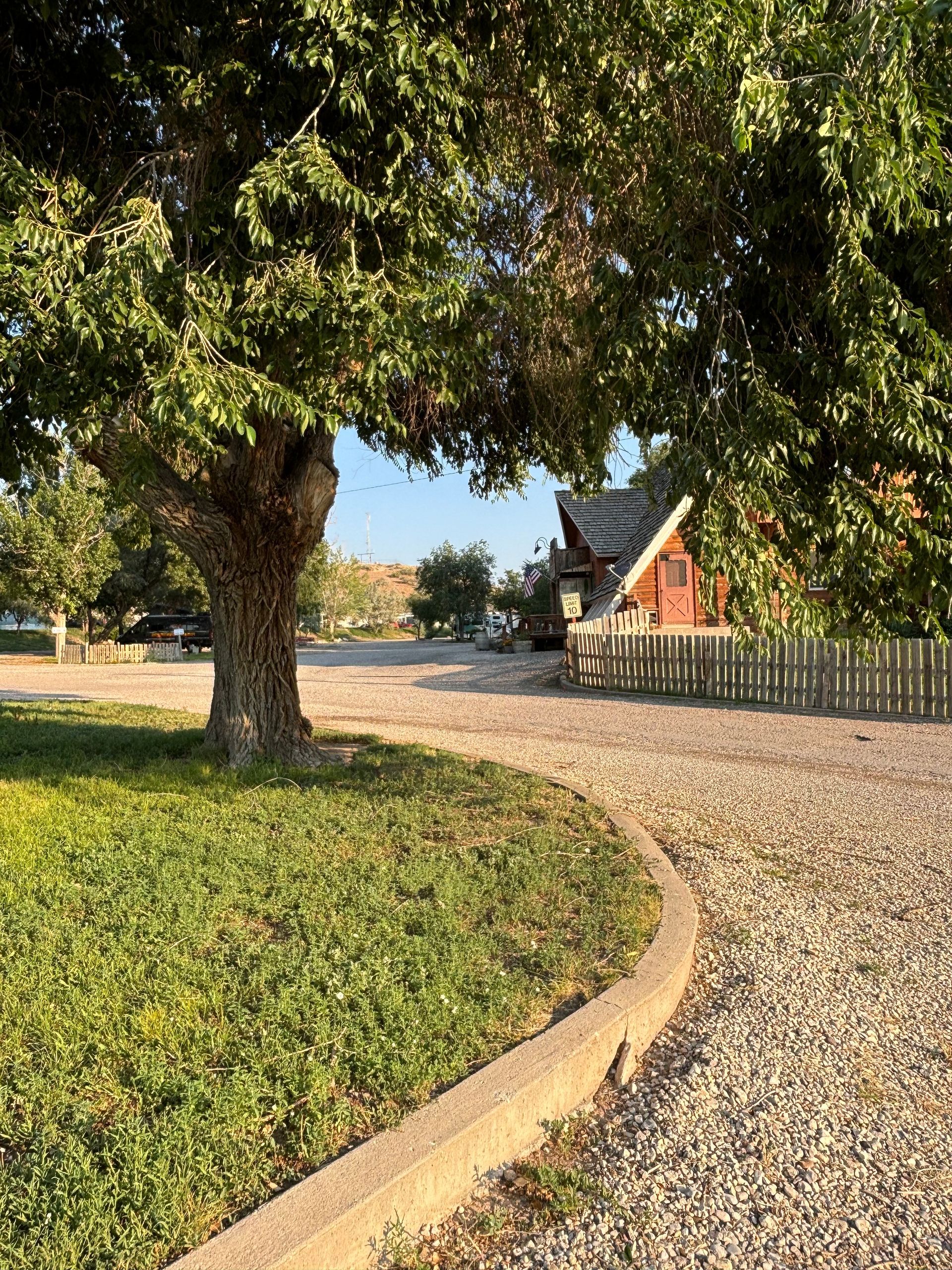 A gravel driveway with a tree in the foreground and a house in the background.