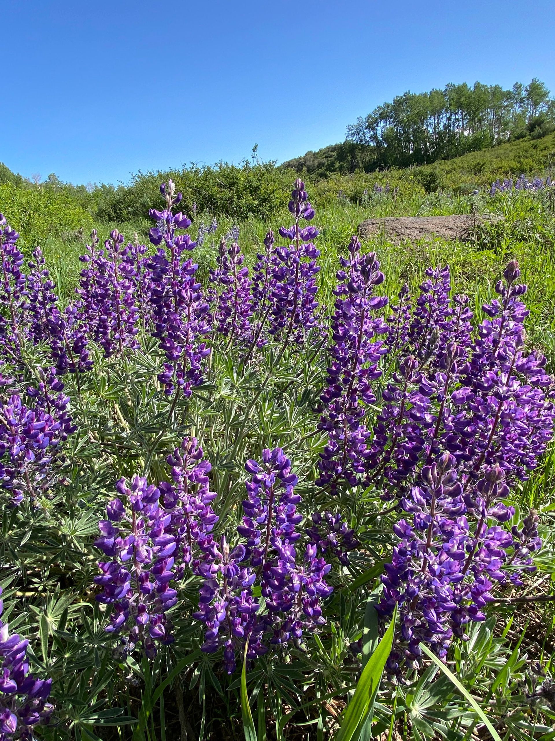 A field of purple flowers growing in the grass on a sunny day.