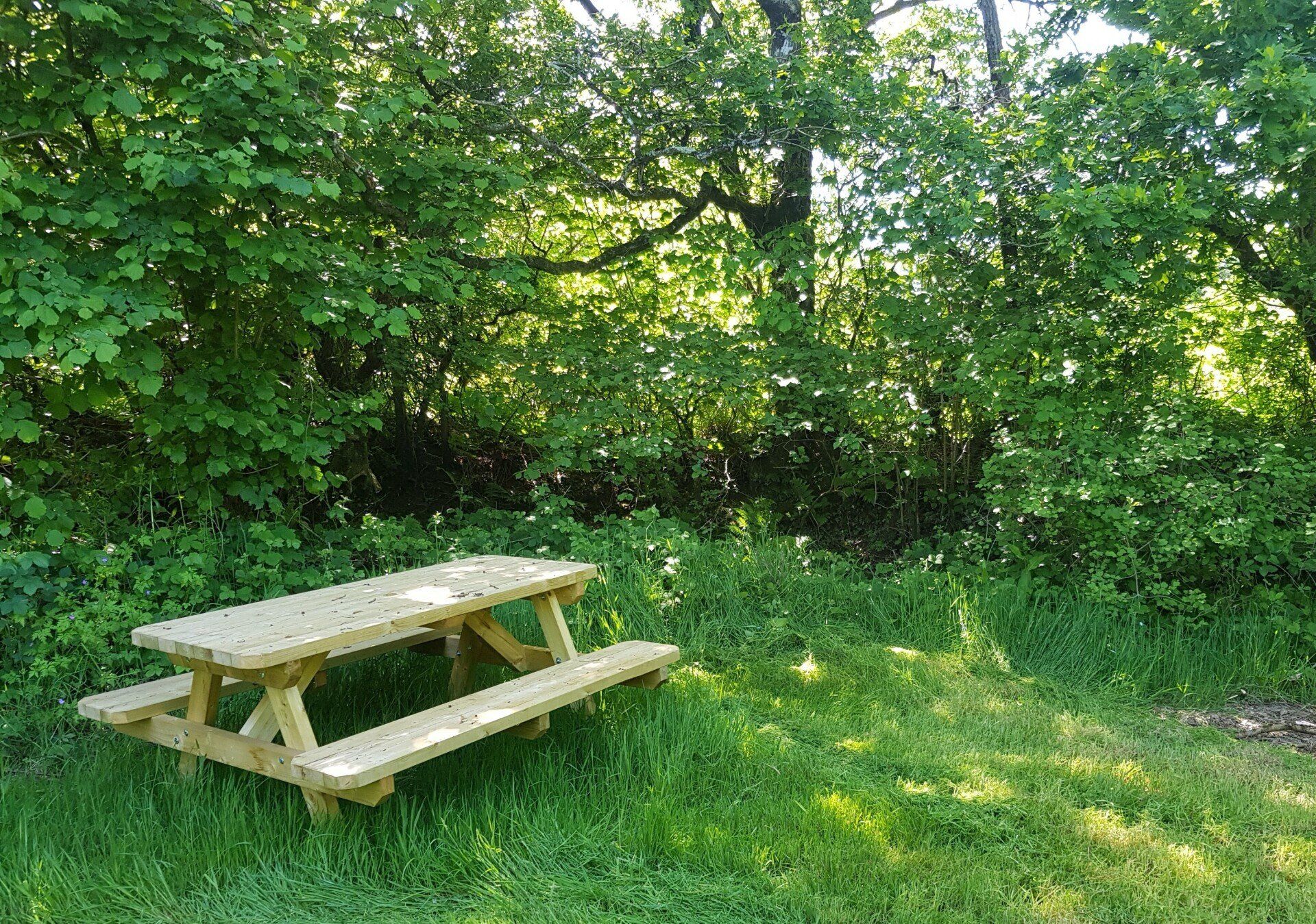 Dog Walking Woodland Hire