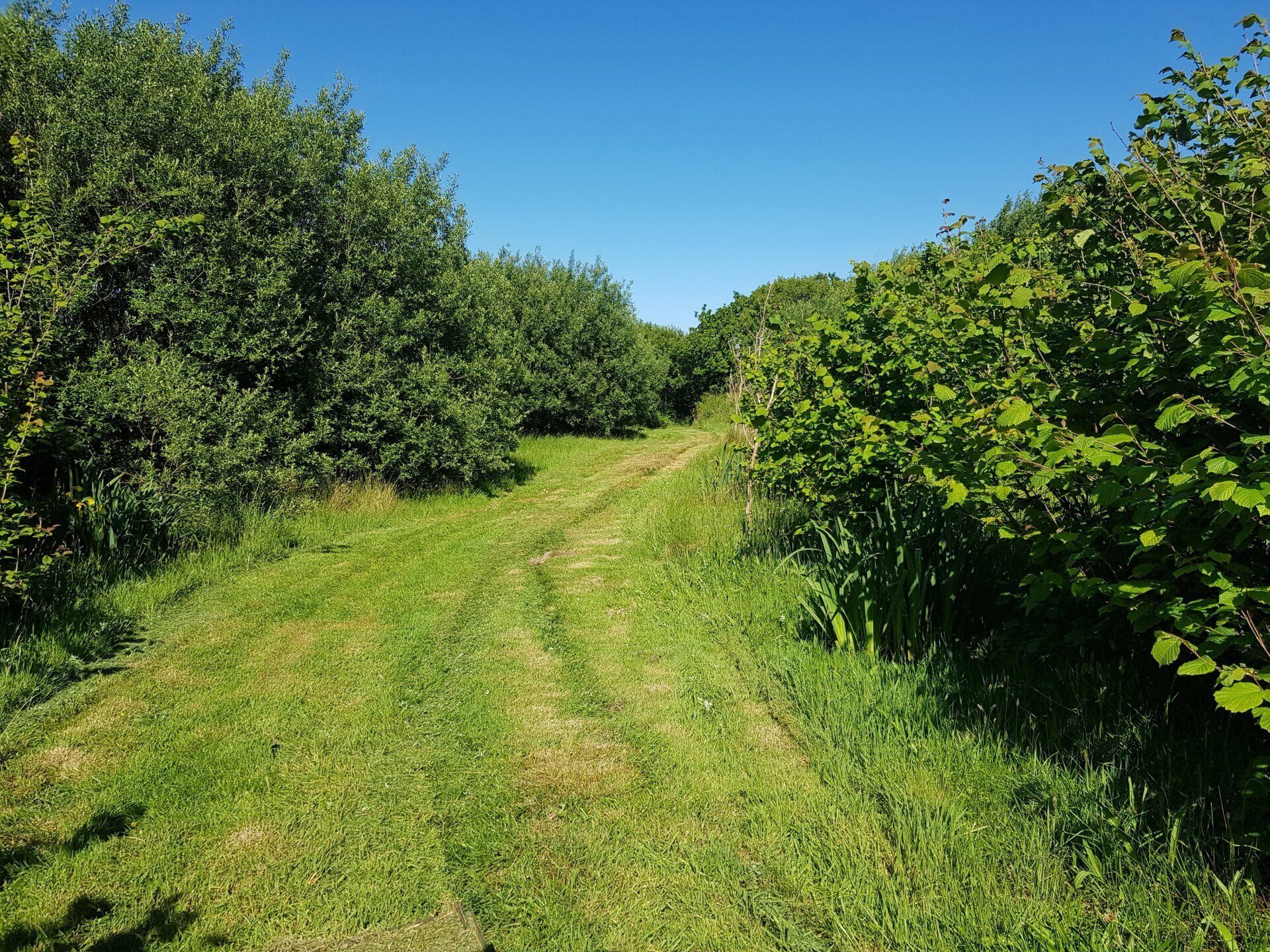 Secure dog woodland Devon