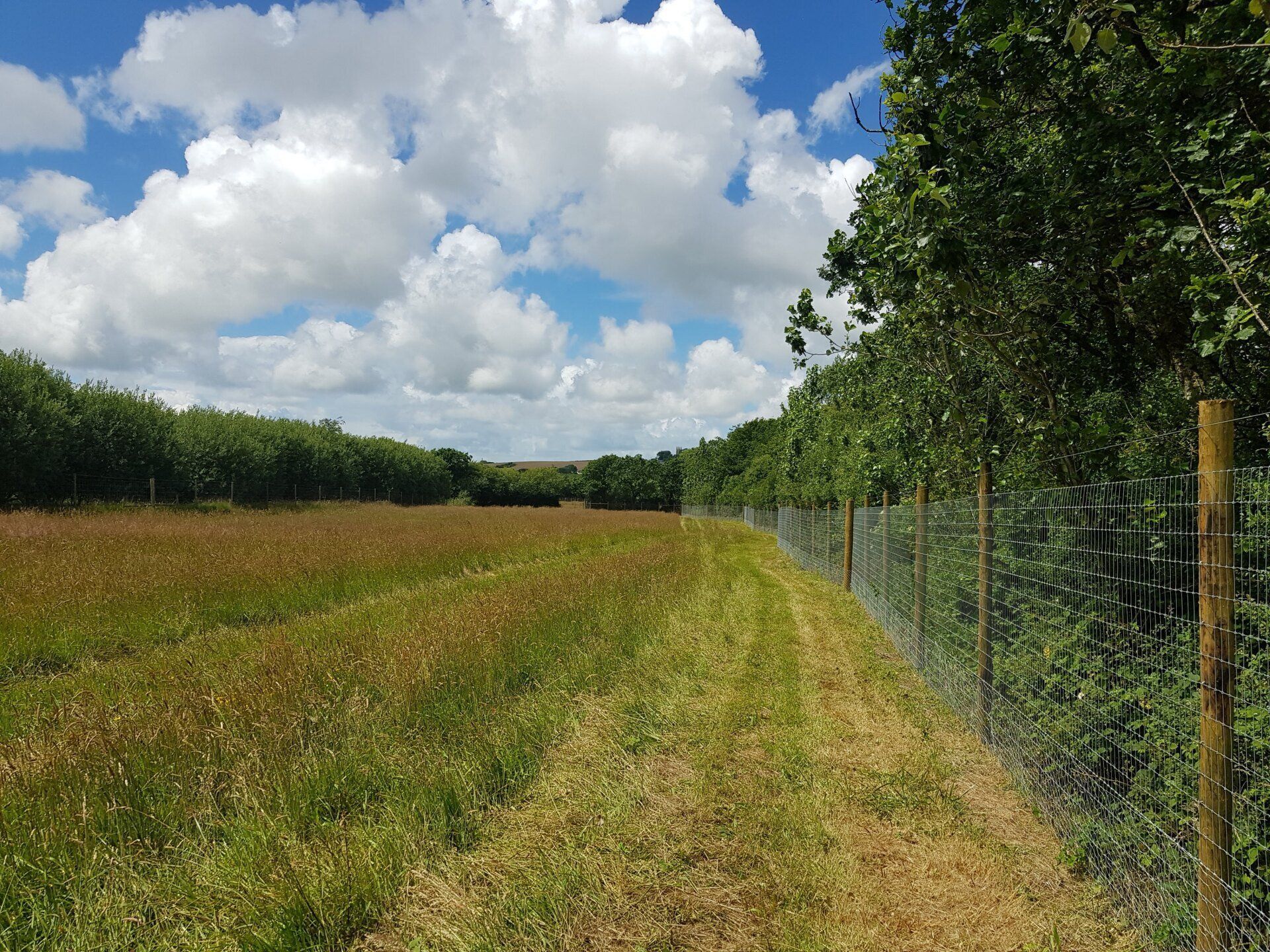 Dog exercise field Devon