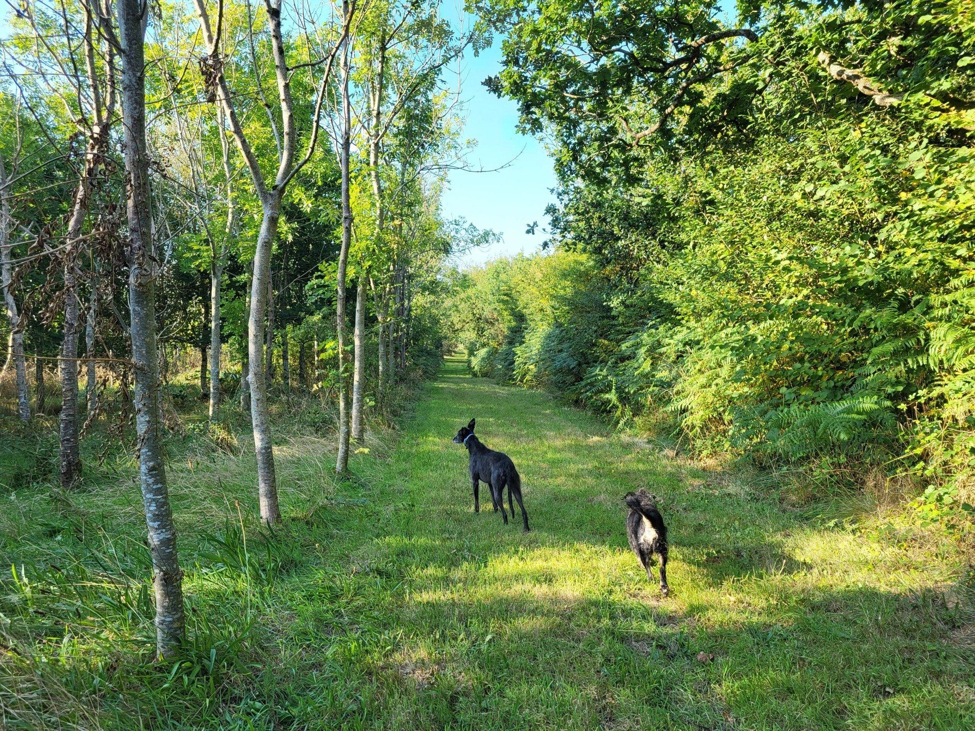 Private woodland to hire for dogs