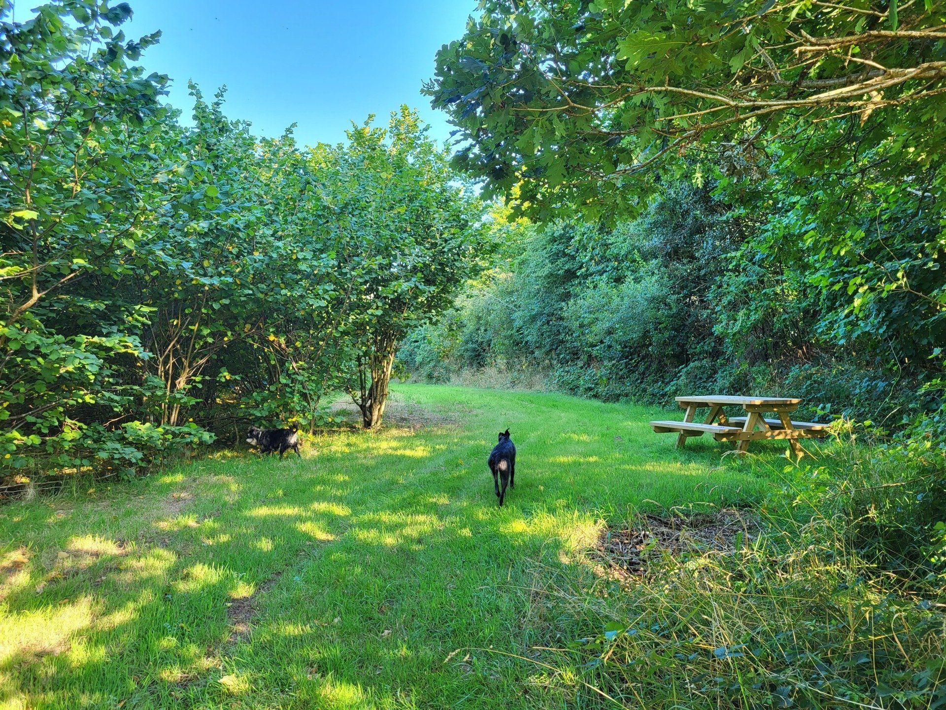 Secure Dog Woodland Hire