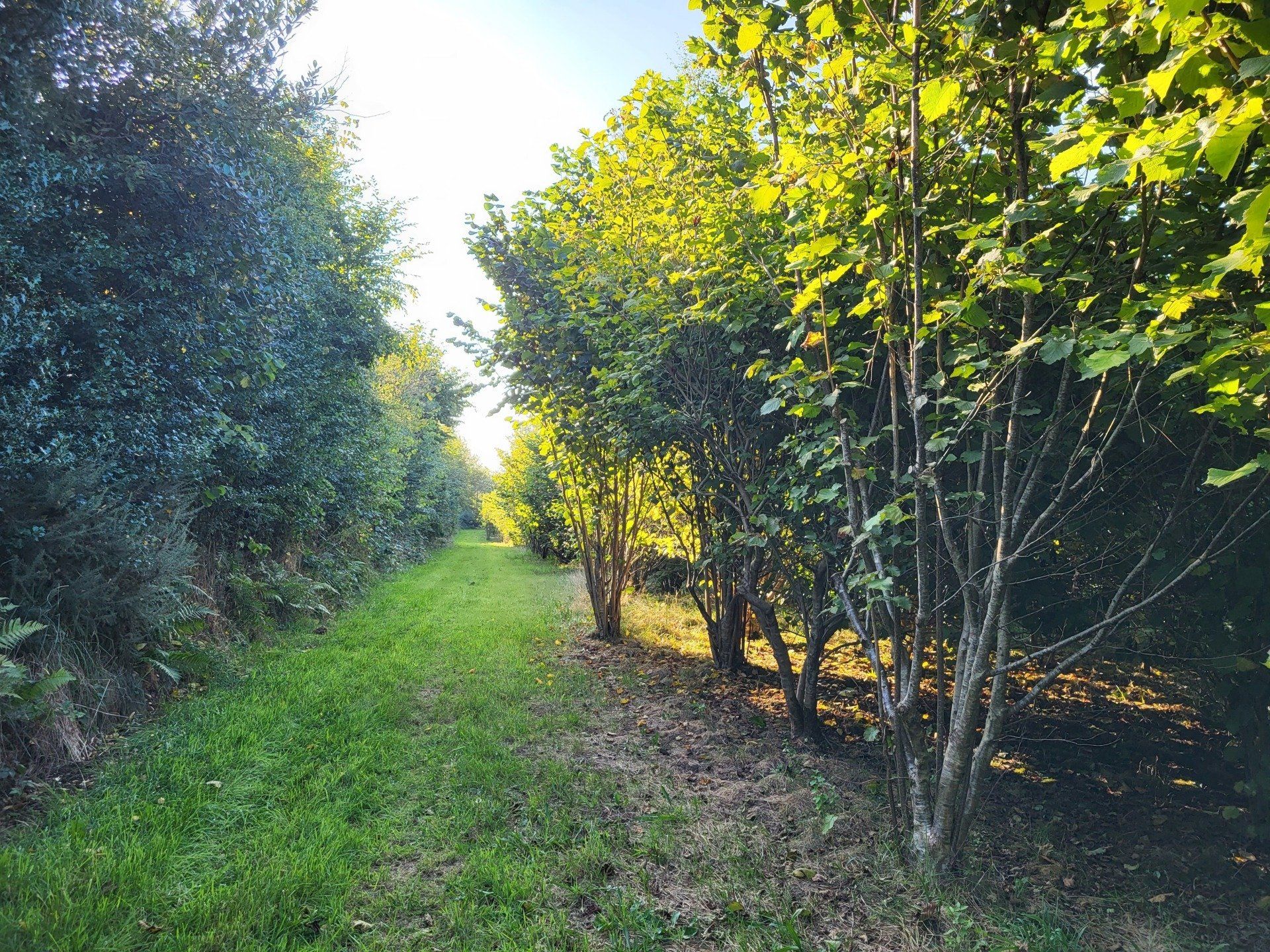 Dog Walks Devon
