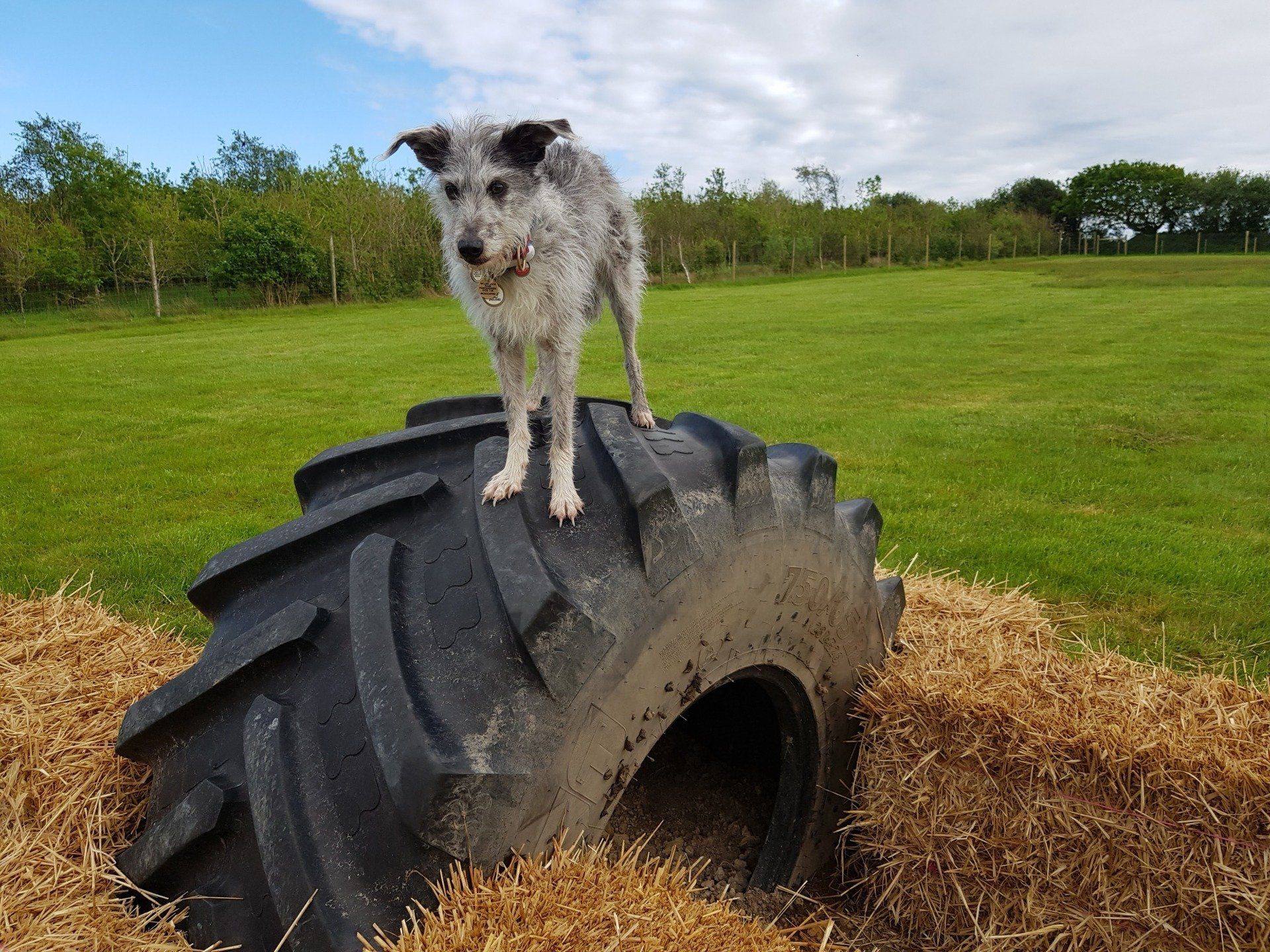 Secure Dog Running Field