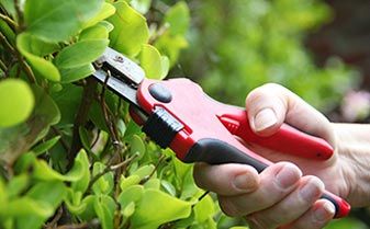 Tree Trimming — Landscaping in Tallahassee,  FL