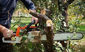 Cutting a Branch Using a Chainsaw — Pruning in Tallahassee, FL
