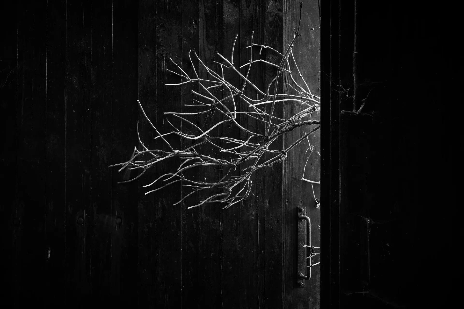 Nature’s skeletal fingers - Třešť, Czechia 2023 - Robert Swiderski