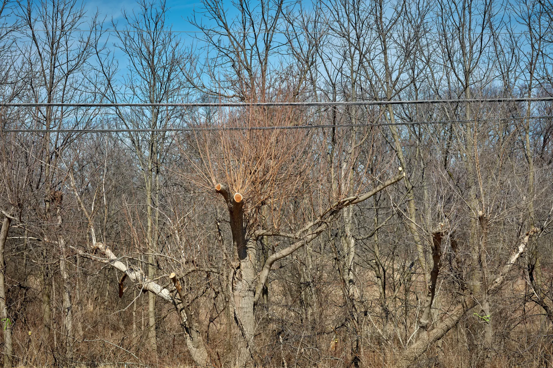 Electrical Lines. Every year, tree branches are mutilated to make room for existing power lines to prevent outages causing road closures. Streamwood, Illinois 2023 - Robert Swiderski