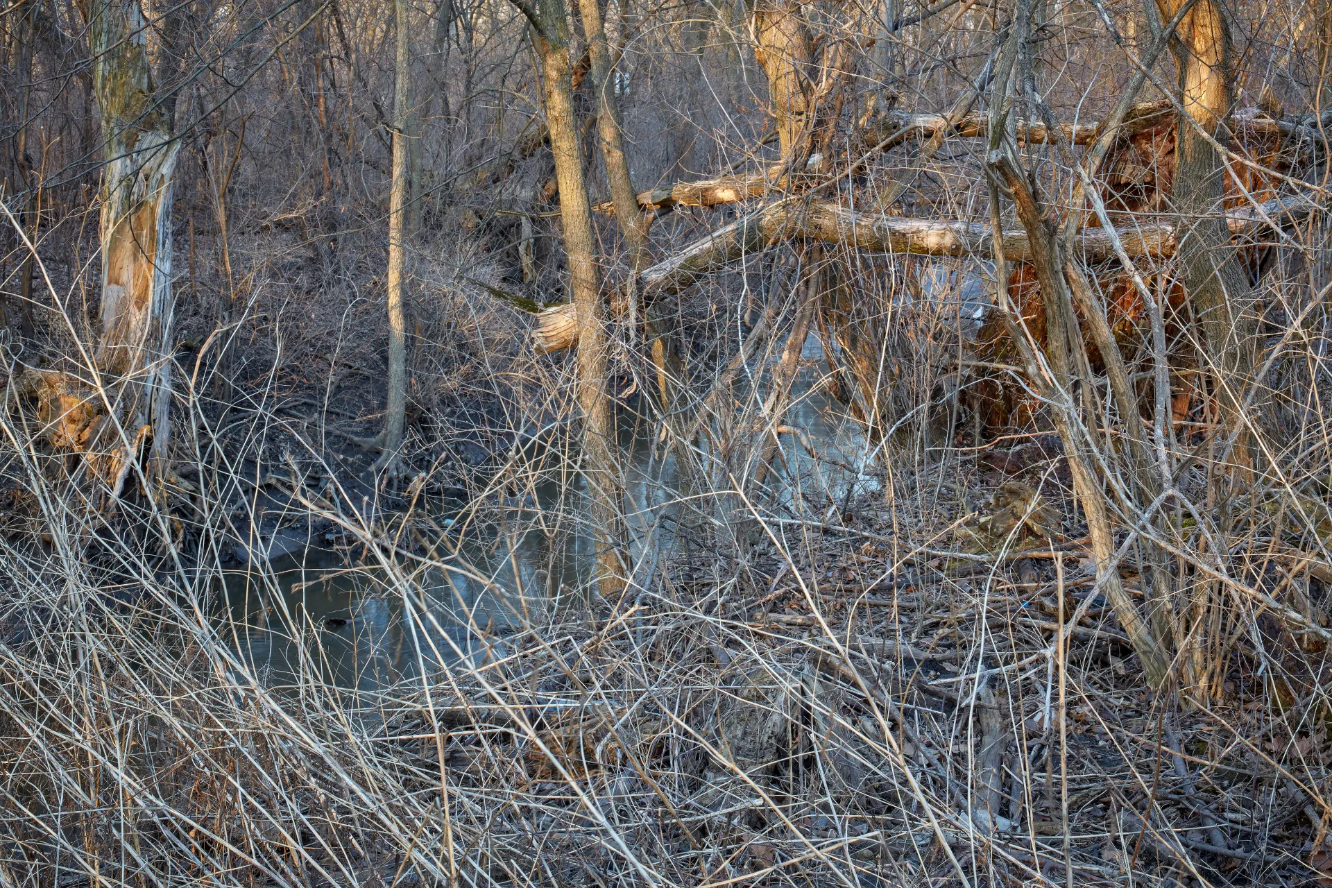 Nature. The resilient and unstoppable force of nature - oblivious to the demographic change surrounding it. Streamwood, Illinois 2023 - Robert Swiderski