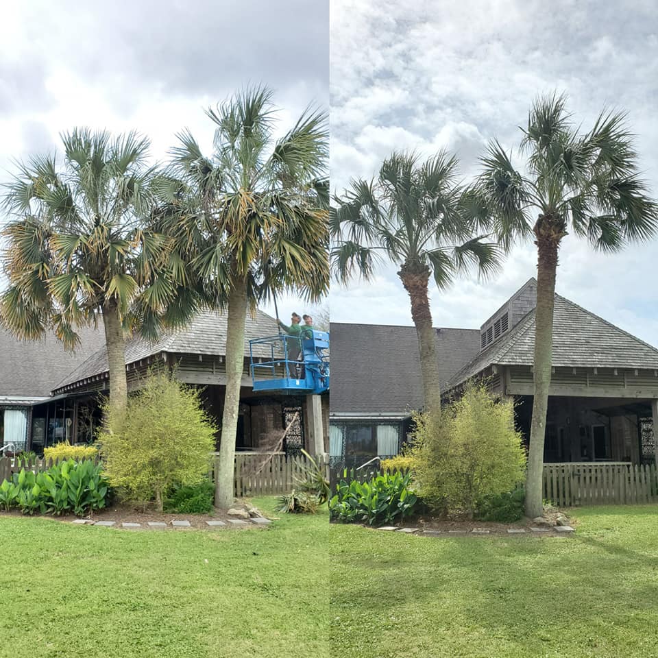 Tree Trimming — Matthews, LA — Andy’s Tree Service