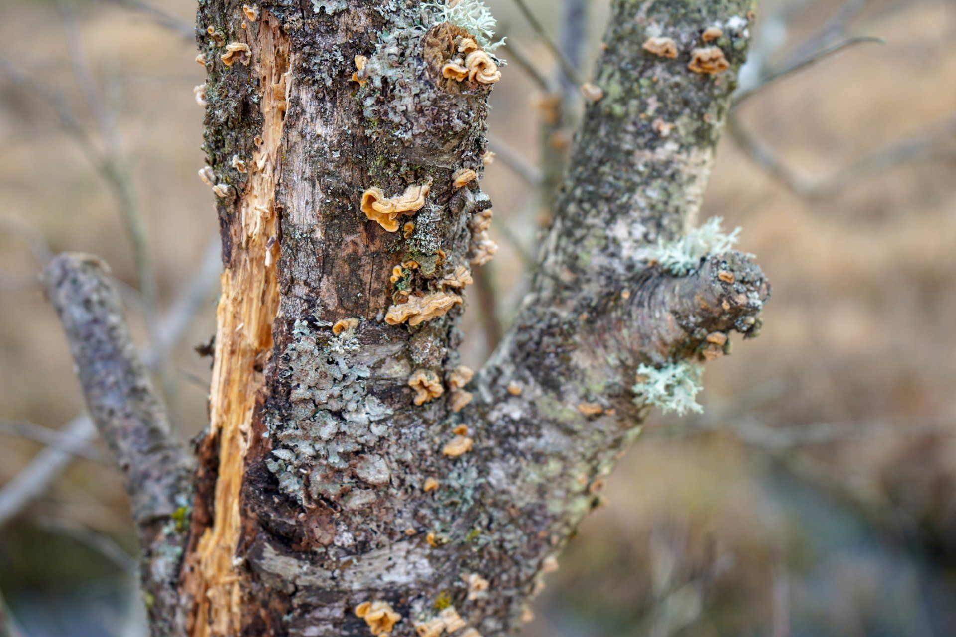 Decaying Tree — Matthews, LA — Andy’s Tree Service