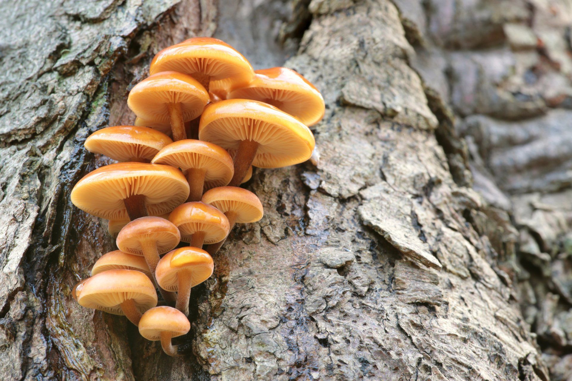 Mushrooms on a Tree — Matthews, LA — Andy’s Tree Service