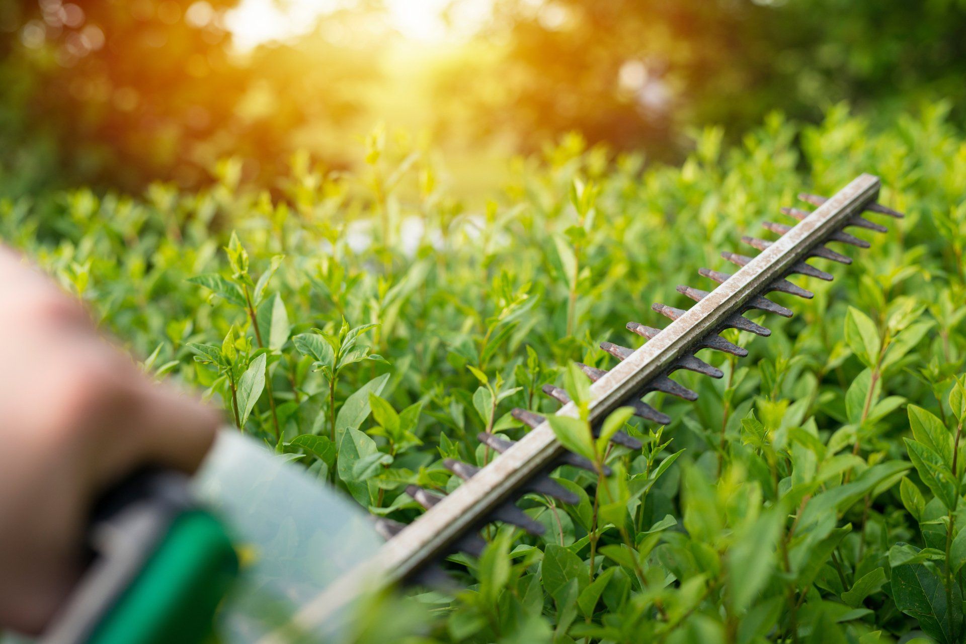 A person is trimming a hedge with a hedge trimmer.