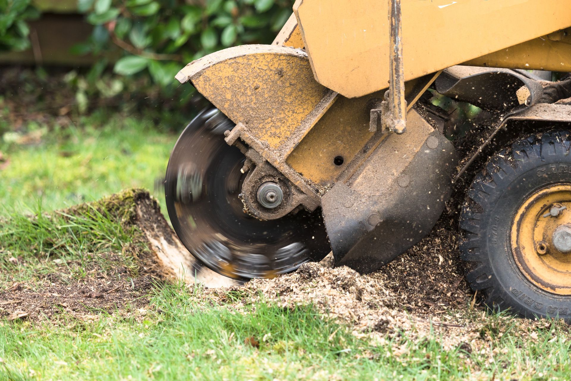 A stump grinder is cutting a tree stump in the grass.