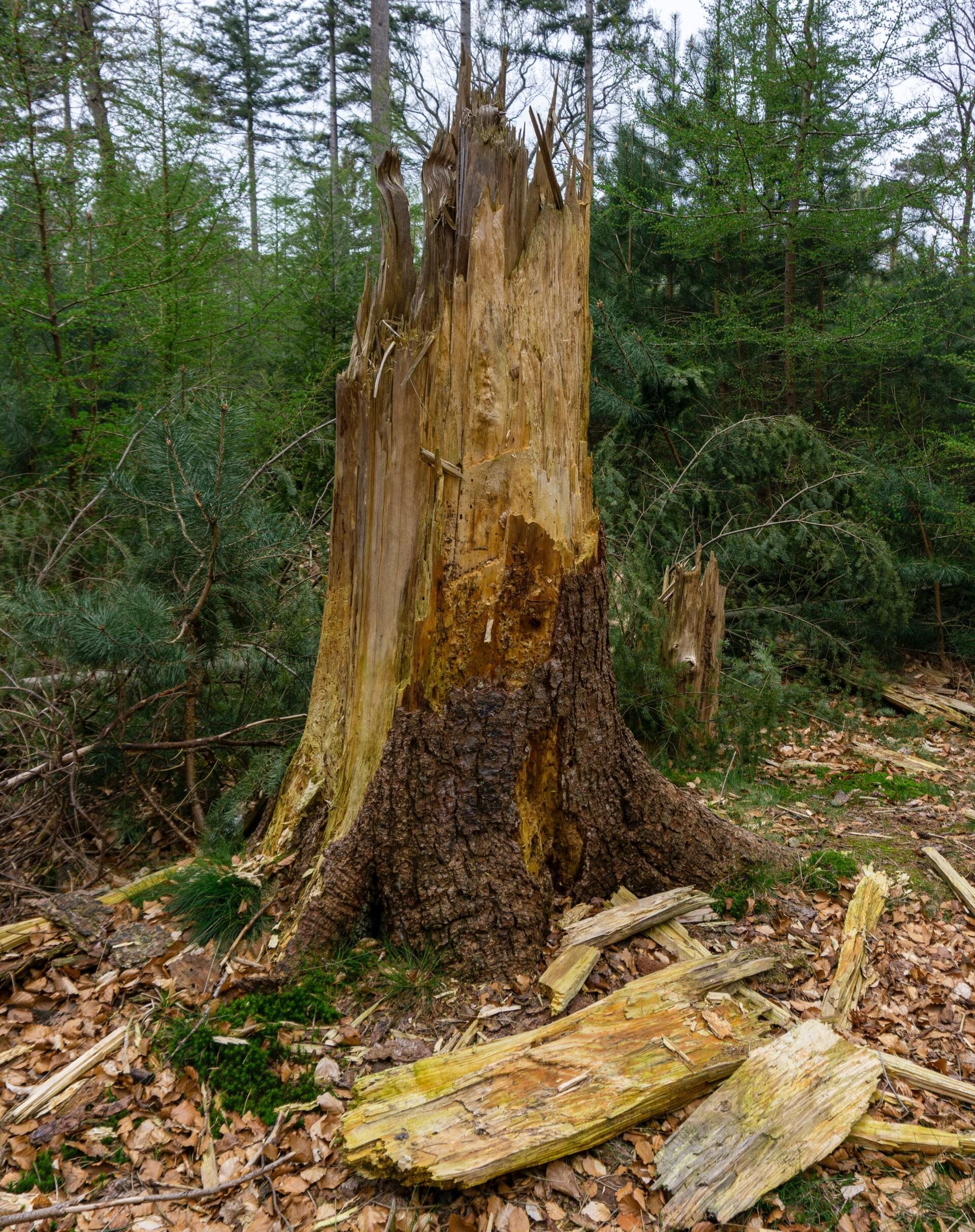 A large tree stump in the middle of a forest.