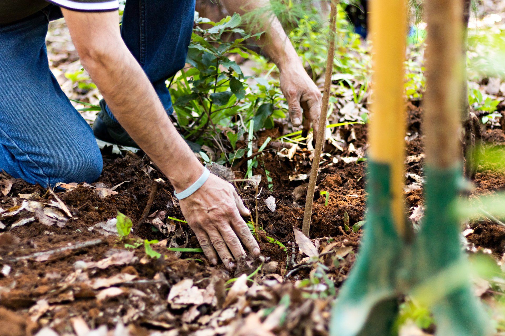 A man is kneeling down in the dirt planting a tree.