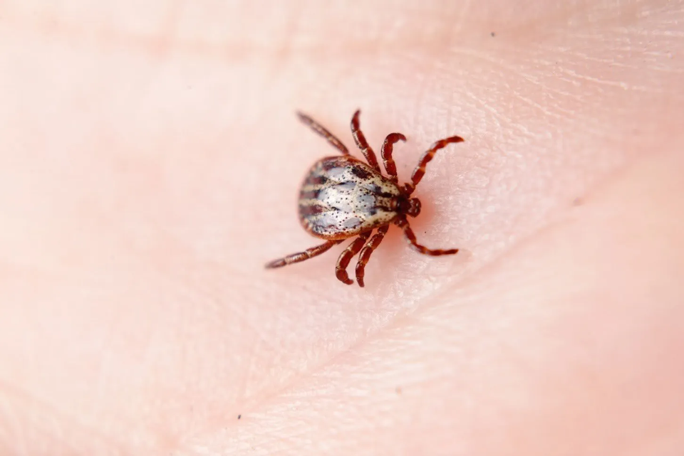 Tick — Muncie, IN — American Pest Control