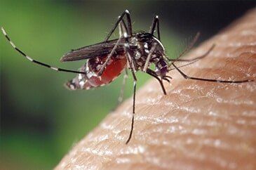 Mosquito biting human skin; blood visible in abdomen.