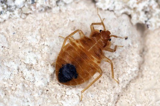 The Ultimate Guide To Bed Bug Exterminator Nyc Llc