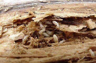 Termites infesting wood; several white larvae visible.